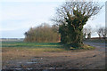 Strip woodland on High Dike