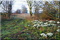 Snowdrops at the entrance to Welby Warren