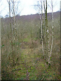 SU8216 : Silver Birches, Philliswood Down by Simon Carey