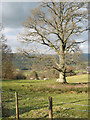 Winter sun on sheep pasture near Colomendy