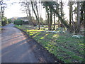 Snowdrops at  Aglionby