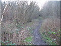 Footpath through Warwick Moor Wood.