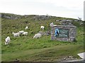 Goats on the Great Orme