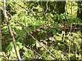 Flora of the Afon Teifi