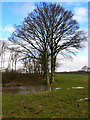 Pond near Oak Wood