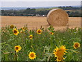 Farmland opposite entrance to Eades Farm