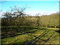 Orchard, Waydown Farm