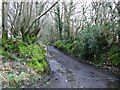 Muddy Track