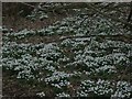SU3364 : Carpet of snowdrops by Graham Horn