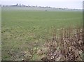 Farmland near Ham