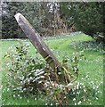 Diagonal gravestone & snowdrops