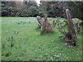 Gravestones & snowdrops