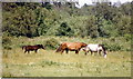 Horses near Denham Airfield, July 1987