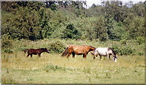 TQ0388 : Horses near Denham Airfield, July 1987 by Stephen Williams
