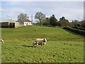 Sheep at Cavanalough