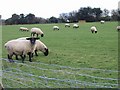 Black face sheep on Vicarage Farm