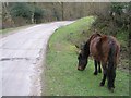 SU3800 : Pony grazing alongside Cripple Gate Lane, Beaulieu Estate by Jim Champion