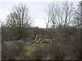 Damaged trees in Hatfield Park