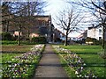 Crocuses and Kingsland Avenue