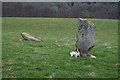 Remains of standing stones by Pitchroy.