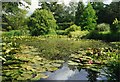 The pond at Furzey Gardens