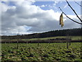 Cwm y Cotterell Wood