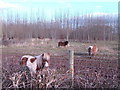 Ponies in the plantation