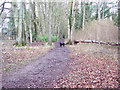 Footpath in Grovely Wood