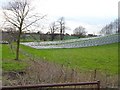 Strawberry field