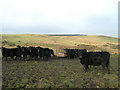 NR2458 : Islay Beef by Mary and Angus Hogg