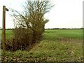 Footpath, opposite Willow Farm