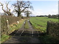 Cattle Grid and Trees