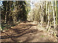 Footpath at Ringdale