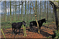 Horses, Rabbit Hill, Ballymena