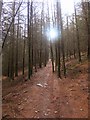 Forestry footpath