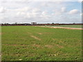 Wheat field, view towards Cutteslowe