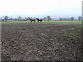 Mud Horses and Trees