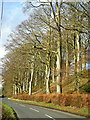 Bank Of Trees Between Kirkton and Duncow