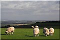 ST9821 : Sheep graze at South Downs, Ox drove. by Simon Barnes