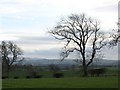 Fields, Hawklaw