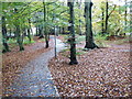 Culduthel Woods in autumn