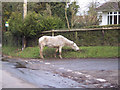 One horse-powered mower, Woodgreen