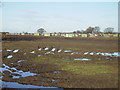 Pig Farm near Anchor Plain