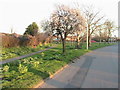 Spring Flowers in Farndon