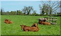 Cows in front of Manor Farm Morley