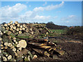 Log pile near Newtown