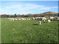 Sheep and lambs on The Park