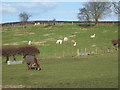 A pony and alpaca at Fonthill Bishop