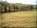 Horses in field