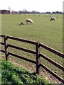 SU4524 : Sheep and lamb at New Barn Farm by Jim Champion